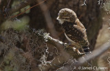 Yungas Pygmy-owl