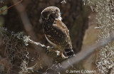 Yungas Pygmy-owl