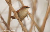 Yellow-chinned Spinetail