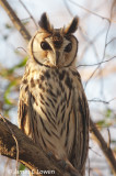 Striped Owl