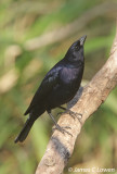 Shiny Cowbird