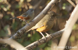 Grey-throated Warbling-finch