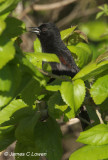 Epaulet Oriole