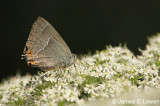 Purple Hairstreak