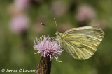 Small White