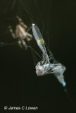 *NEW* Small Red-eyed Damselfly