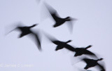 *NEW* Greylag Geese at dawn