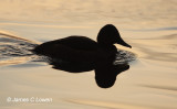 Ferruginous Duck