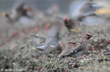 Waxwing