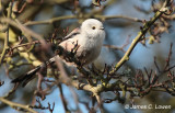 Northern Long-tailed Tit