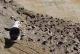 Black-browed Albatross