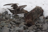 Southern Giant Petrel