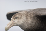 Southern Giant Petrel