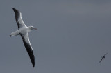 Wandering Albatross
