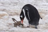 Gentoo Penguins toying with ancestor (4091)