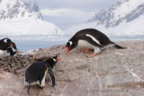 Gentoo Penguins