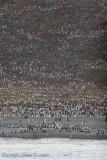 King Penguin colony at Salisbury Plain