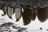King Penguin reflections