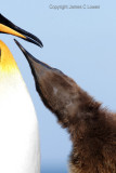 King Penguin and hungry chick