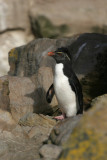 Southern Rockhopper Penguin