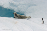 Crabeater Seal