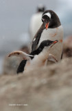 Gentoo Penguin and chick