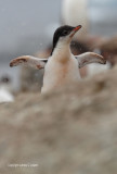 Gentoo Penguin chick (0275)