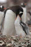 Gentoo Penguin feeding chick (022)