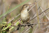 Bay-capped Wren-spinetail