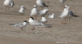 probable Elegant Tern