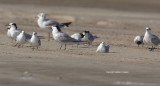 probable Elegant Tern_3617