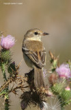 Bearded Tachuri