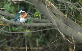 Amazon Kingfisher