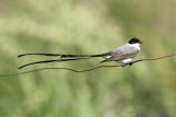 Fork-tailed Flycatcher