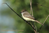 Short-crested Flycatcher