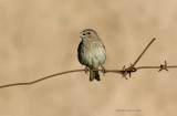 Saffron Finch