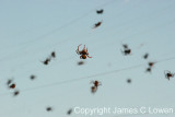Ibera Marshes spiders