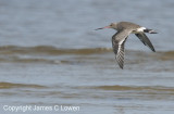 Hudsonian Godwit