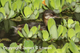 White-tufted Grebe