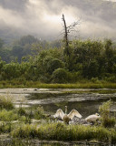 Trumpeter Swans on Boxley Valley Mill Pond