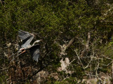 Great Blue Heron Flying Off Roost