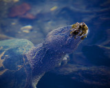 52516 blog river turtle.jpg
