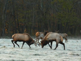 Bull Elk Fight