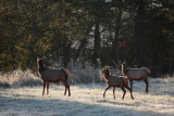 Two Cows and a Calf at Sunrise