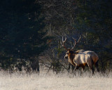 Bull Elk Walking to Herd