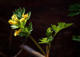 Yellow Wildflower