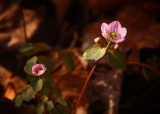 Rue Anemone