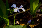 Morning Wild Iris I
