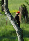 Pileated Woodpecker at Boxley Mill Pond
