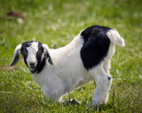 Baby Goat